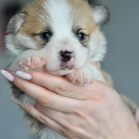 Cuccioli welsh corgi pembroke di pochi mesi