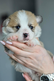 Cuccioli welsh corgi pembroke di pochi mesi