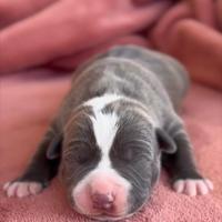 Amstaff cuccioli blu