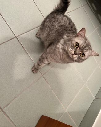 Animali