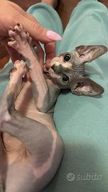 Sphynx