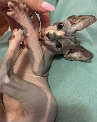 Sphynx