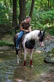 Paint horse - eleganza pura