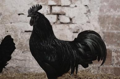 Galline Cemani