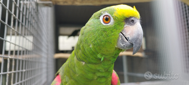 Amazzone fronte gialla