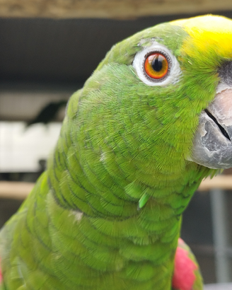 Amazzone fronte gialla