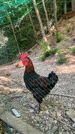 Gallo Marans giovane