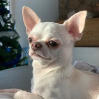 Chihuahua maschio per monta