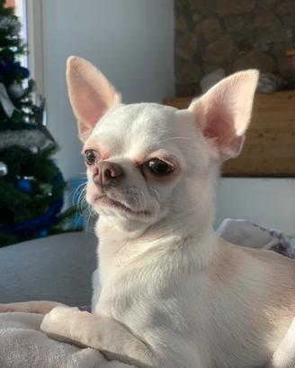 Chihuahua maschio per monta