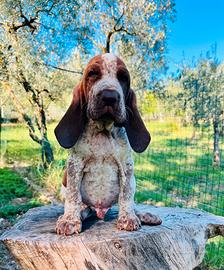 Cuccioli di bracco Italiano