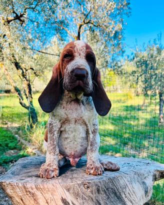 Cuccioli di bracco Italiano