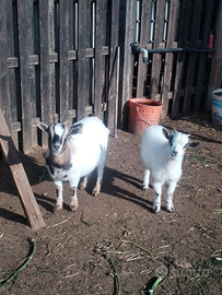 Caprette tibetane 2 femmine e 1 maschio