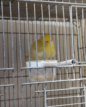 Canarino arricciato del nord