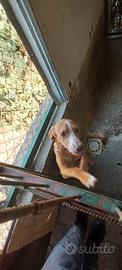 Cane da caccia
