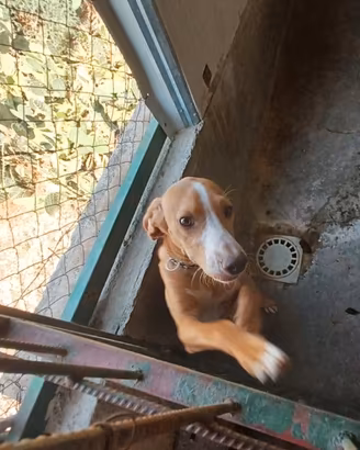 Cane da caccia
