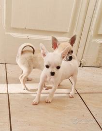 Chihuahua