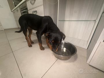 Rottweiler senza pedigree vendita