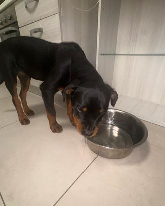 Rottweiler senza pedigree vendita