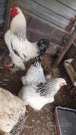 Galline Brhama Bianco Columbia