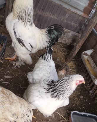 Galline Brhama Bianco Columbia