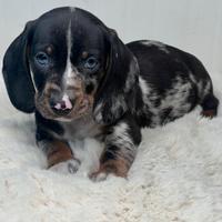 Cuccioli di bassotto