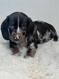 Cuccioli di bassotto