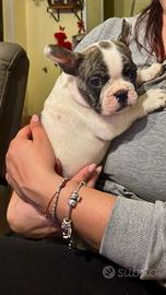 Bulldog francese