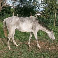 Cavallo Purosangue Inglese