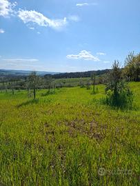 Terreno e capannone
