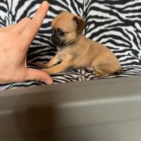 Chihuahua femmina crema con muso nero mini Toy