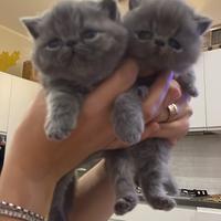 Cuccioli di Exotic shorthair