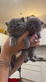 Cuccioli di Exotic shorthair