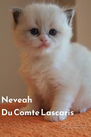 NEVEAH cucciola razza ragdoll con pedigree