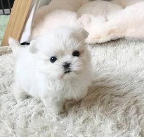 Cuccioli maltese di piccola taglia