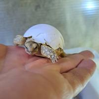 Centrochelys Sulcata Baby