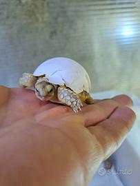 Centrochelys Sulcata Baby