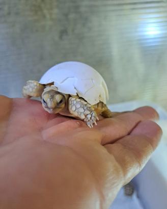 Centrochelys Sulcata Baby