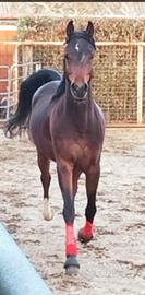 Purosangue Arabo da Endurance