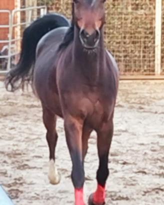 Purosangue Arabo da Endurance