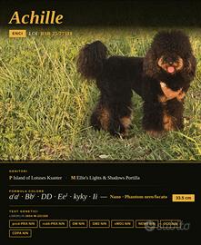 Accoppiamento barbone nano phantom