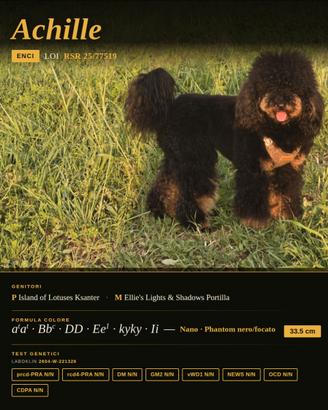 Accoppiamento barbone nano phantom