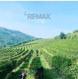 Azienda Agricola - Alba
