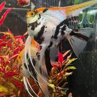 Coppia di scalari princess koi da riproduzione