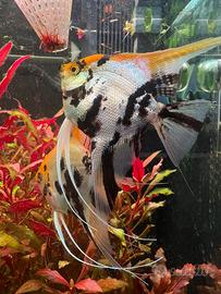 Coppia di scalari princess koi da riproduzione