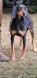 Segugio italiano a pelo forte