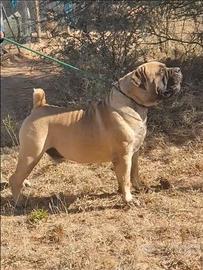 Boerboel cuccioli