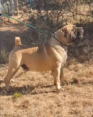 Boerboel cuccioli