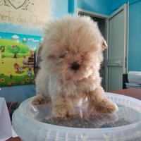 Maltipoo mini Toy