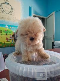 Maltipoo mini Toy