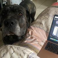 Cane Corso disponibile